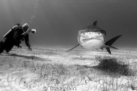 A Female Tiger Shark by Boaz Meiri 