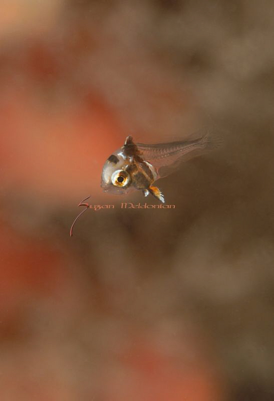 Just Born, Spotted Drum juvenile, still not filled in by Suzan Meldonian 