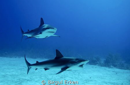 Karabian Sharks by Birgul Erken 
