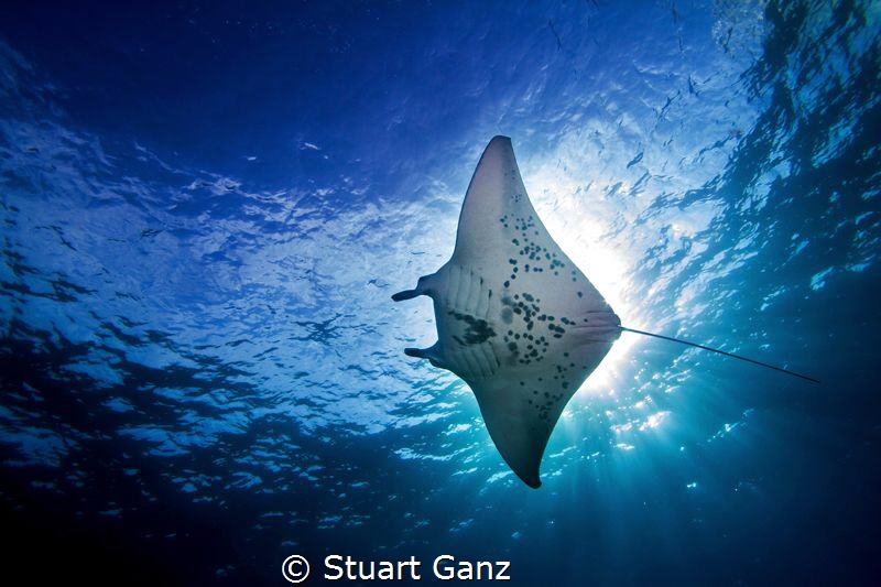 Manta by Stuart Ganz 