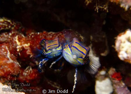 Mating Manderine Fish on Atmosphere Resorts house reef. T... by Jim Dodd 