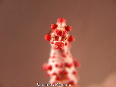 Hypocampus Bargibanti 
Canon G12,2x Sea&Sea YS110a
inon... by James Mamoto 