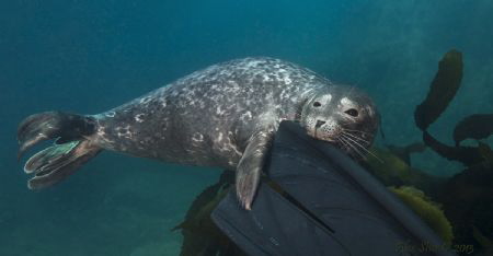 Sealy Games by Alex Sher 