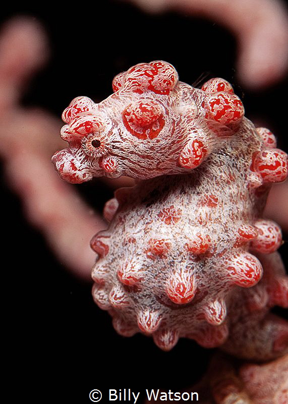 Aqua Equine -- Pygmy Seahorse by Billy Watson 