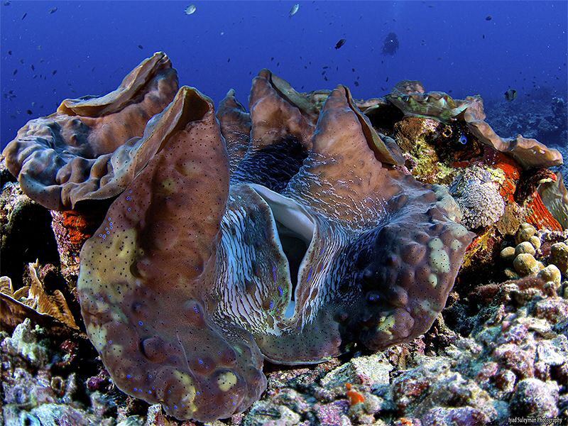 Giant Clam about 1M. by Iyad Suleyman 