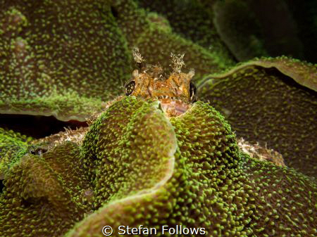 You can hide but ya' can't run....

Raggy Scorpianfish ... by Stefan Follows 