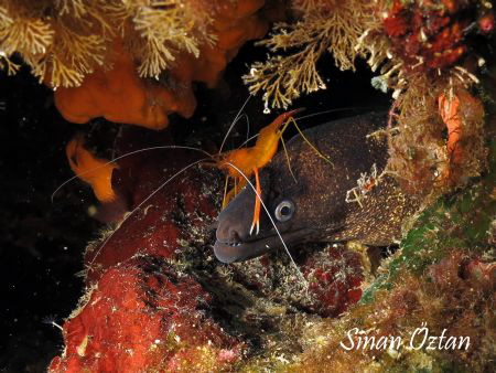 Cleaning time or riding a morray eel :) by Sinan Oztan 