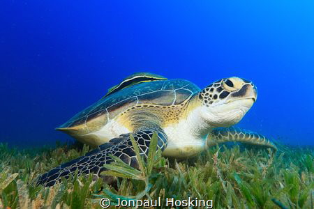 Turtle looks up from feeding by Jonpaul Hosking 