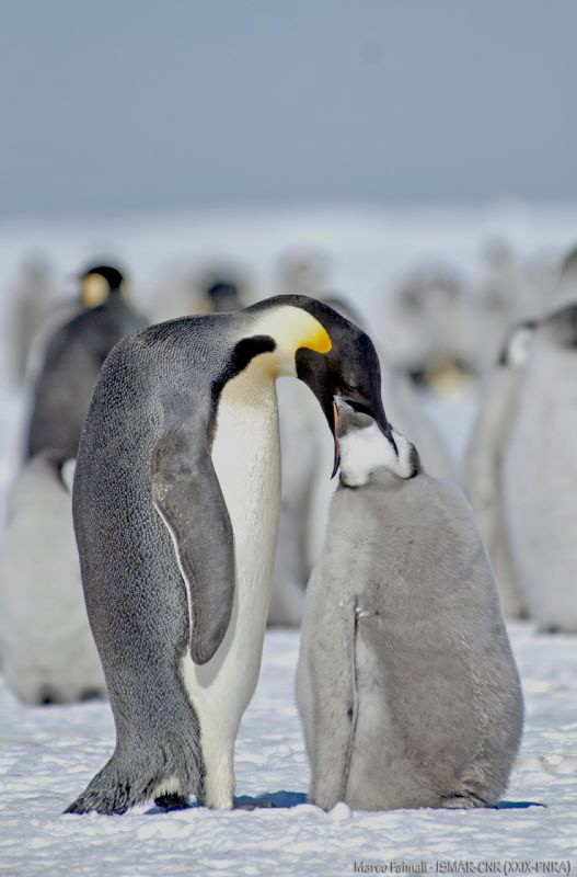 Dinner on the sea ice - Cape Washington, Antarctica 

T... by Marco Faimali (ismar-Cnr) 