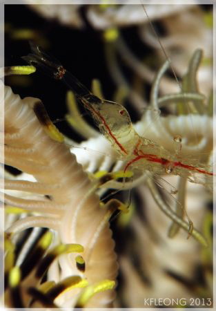 Translucent Gorgonian Shrimp
Anilao,Philippines with a c... by Kf Leong 
