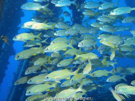 School of Smallmouth Grunts (Haemulon chrysargyreum) unde... by Annemarie Kramer 