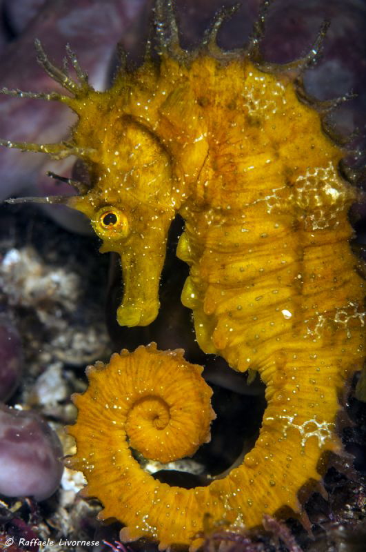 hippocampus guttulatus by Raffaele Livornese 