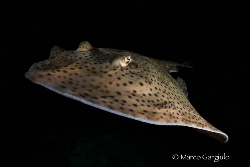 Raja, night dive by Marco Gargiulo 