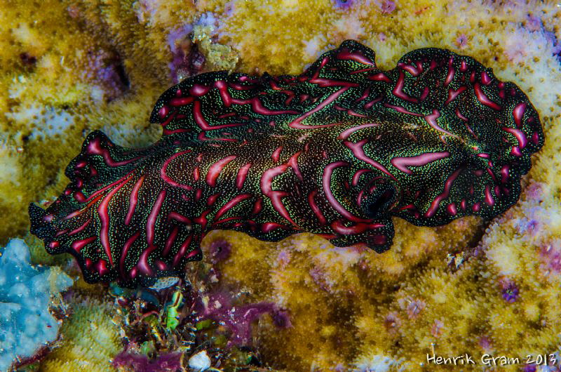 Persian Rug Flatworm by Henrik Gram Rasmussen 