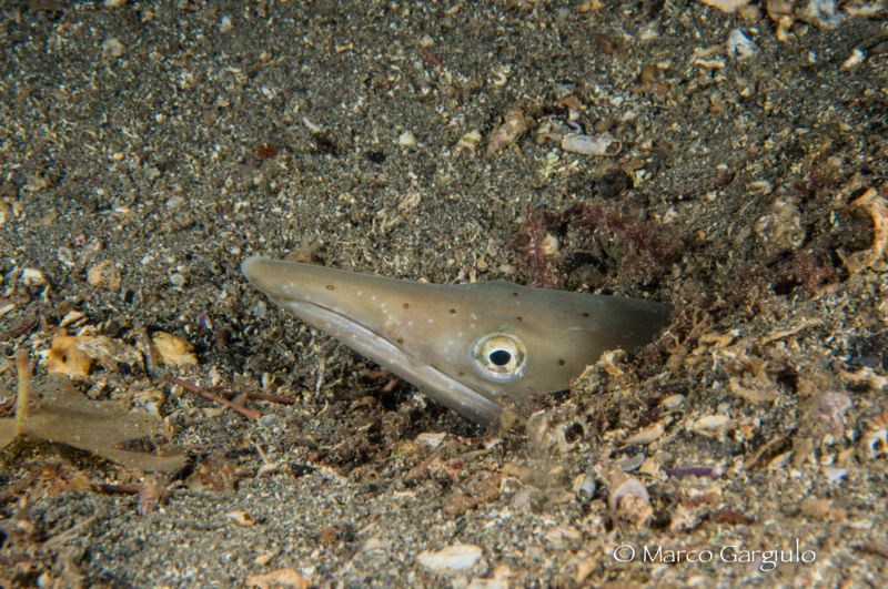Ophysurus serpens by Marco Gargiulo 