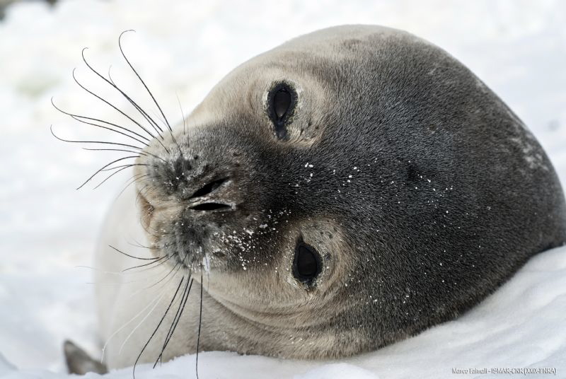 Portrait of seal - Edmonson Point, Victoria Land, Antarctica by Marco Faimali (ismar-Cnr) 