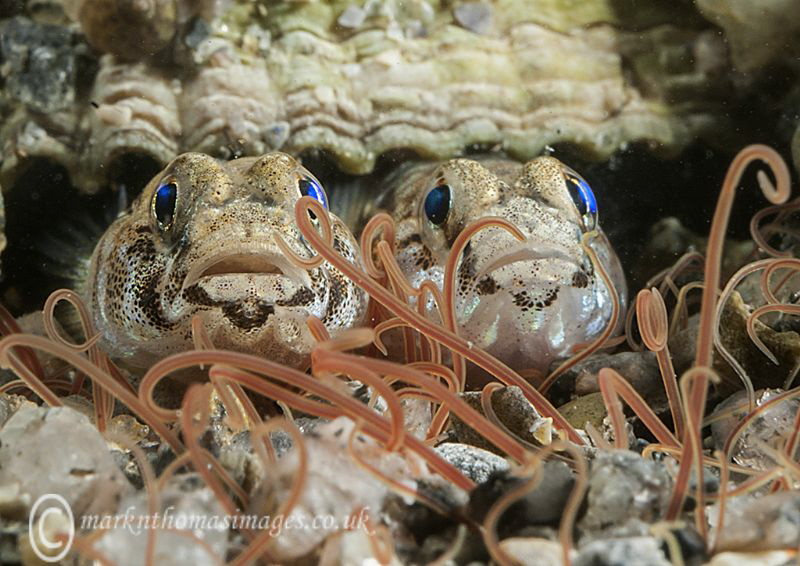 Painted gobies.
Aughrus Pier, Connemara. by Mark Thomas 