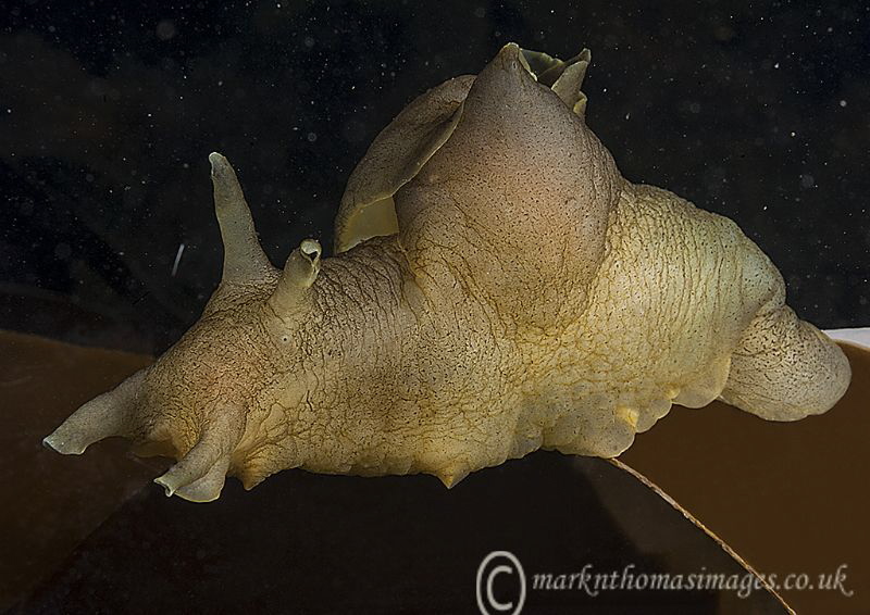 A sea hare on kelp, against a starry sky? 
Aughrus Pier,... by Mark Thomas 