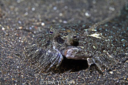 Peacock flounder by Low Yi Chin 