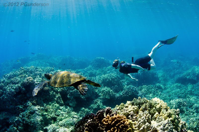 The Turtle Cleaning station in the Morning
Puako, Hawaii by Pat Gunderson 