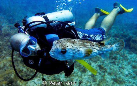 An instructor from Dolphin Dive -- in Little Corn, Nicara... by Peter Kent 