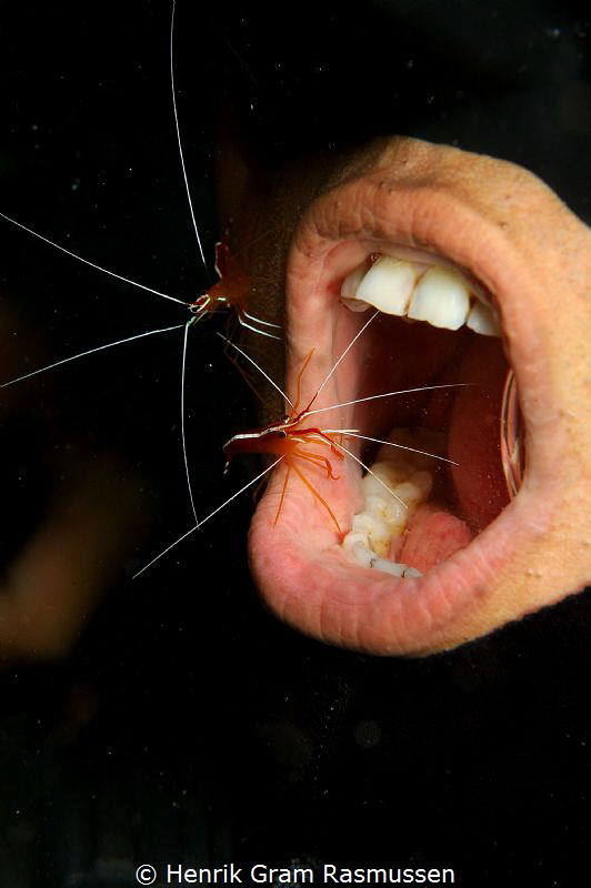 At the "dentist" (PS nor diver nor shrimps suffered any i... by Henrik Gram Rasmussen 