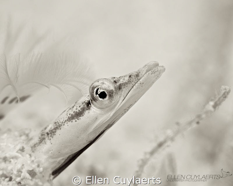 Winter mood Yellowface pikeblenny
I didn't use photoshop... by Ellen Cuylaerts 