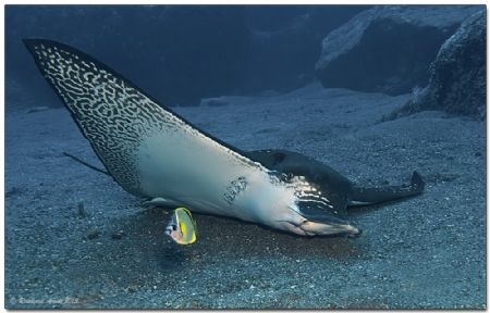 - Get you under my wings -
Eagle ray (Aetobatus ocellatu... by Reinhard Arndt 