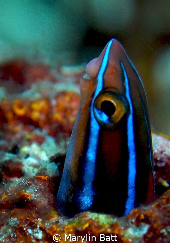 Blue Striped Fang Blenny. by Marylin Batt 