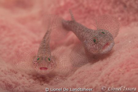 Biglip Ghostgoby
Nikon D800 Seacam Dual Strobe
105mm, I... by Lionel De Landtsheer 