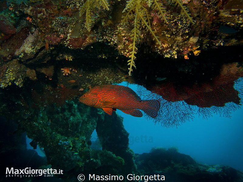 Red in the blue by Massimo Giorgetta 