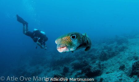 Fish and diver - wide angle shot. The fish came so close ... by Atle Ove Martinussen 
