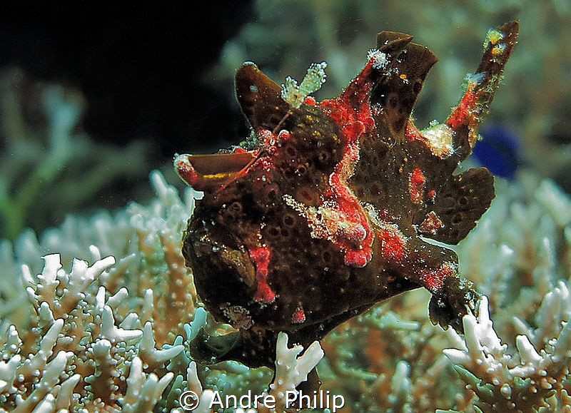 frogfish in brown - it was the first time, I saw this col... by Andre Philip 