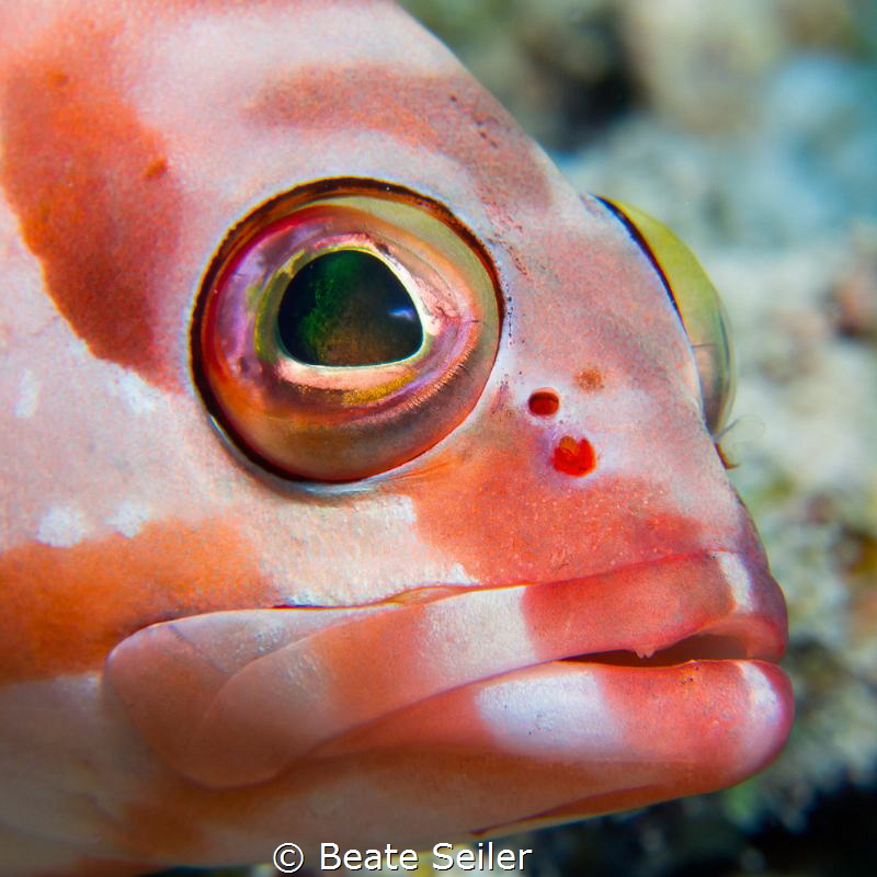 Grouper by Beate Seiler 