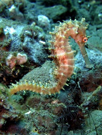 Location: Seraya, Bali, Indonesia
Camera Model: Canon Po... by Erwin Kodiat 