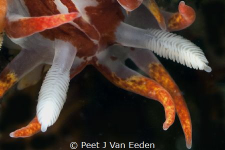 Fiery Nudibranch by Peet J Van Eeden 