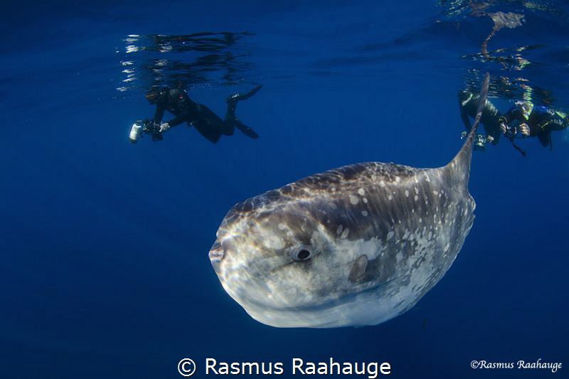 Divers snorkel with Mola Mola - Catalina Island by Rasmus Raahauge 