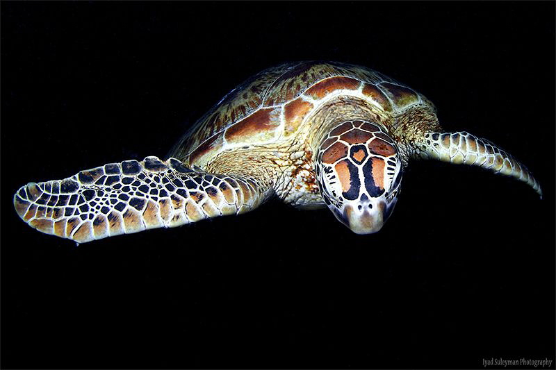Turtle by Iyad Suleyman 