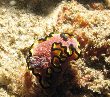 Bikini Reef - Sodwana - South Africa by Lindsey Smith 