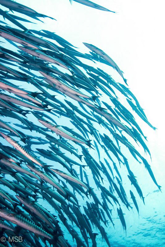 Barracuda point in Sİpadan. by Mehmet Salih Bilal 
