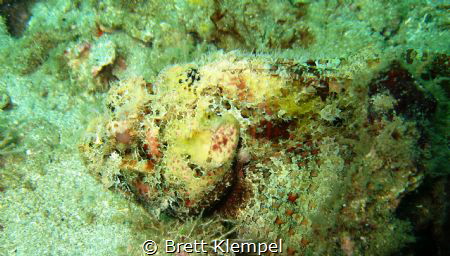 Scorpion fish very camouflaged almost looks like it's got... by Brett Klempel 