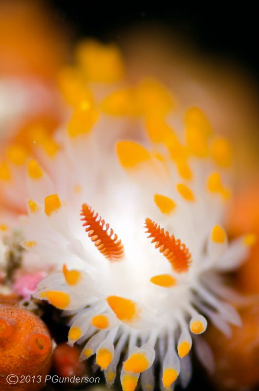 Limacia cockerelli, rhinophore study by Pat Gunderson 