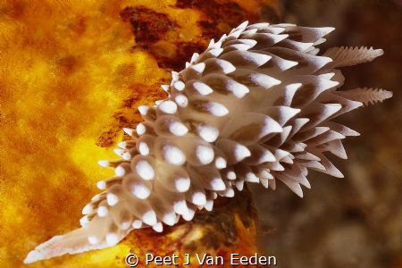 Cape silver tip by Peet J Van Eeden 