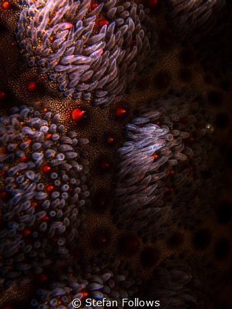 Its all in the details. Cushion Seastar - Culcita Novagui... by Stefan Follows 