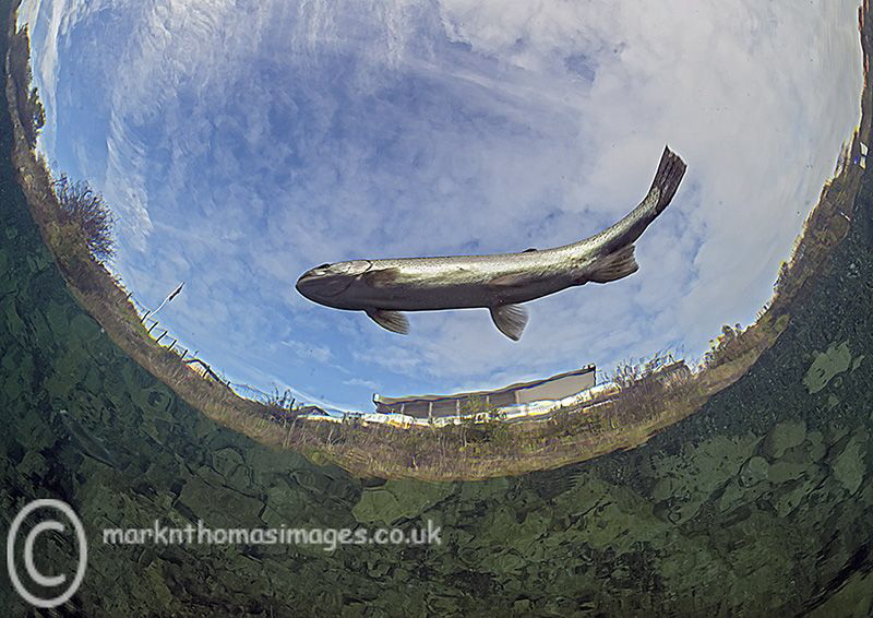 Flying fish - one of the resident trout in Capernwray. by Mark Thomas 