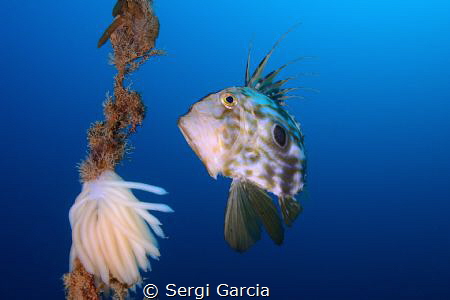 zeus faver and cuttlefish eggs by Sergi Garcia 