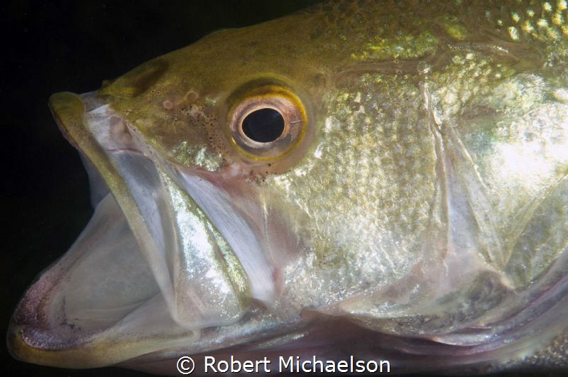 This bass was warming up for an operatic aria this am by Robert Michaelson 