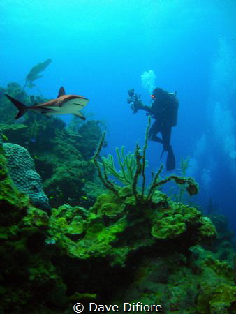 Grey  Reef Shark  under the camera by Dave Difiore 
