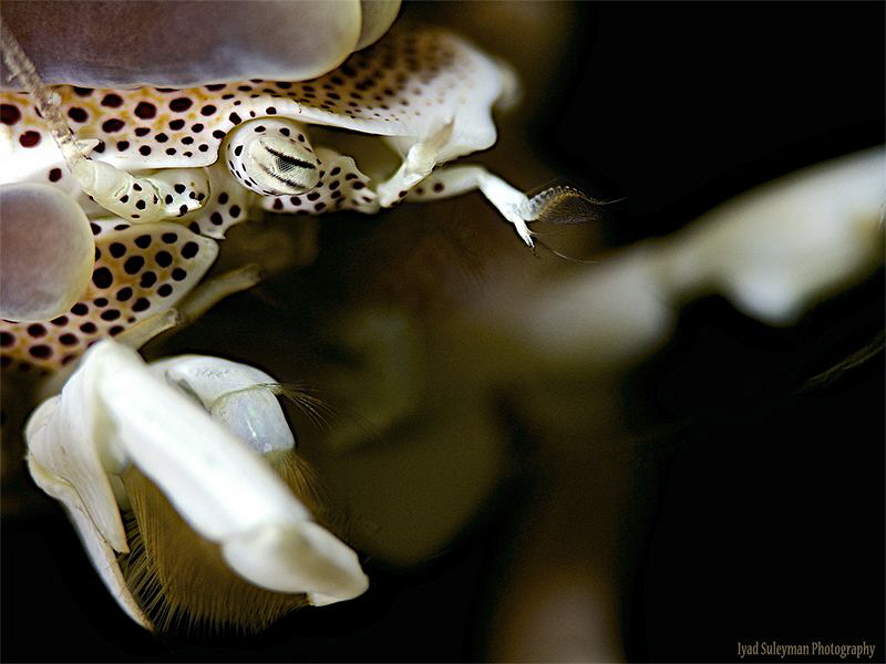 Porcelain Crab in details by Iyad Suleyman 