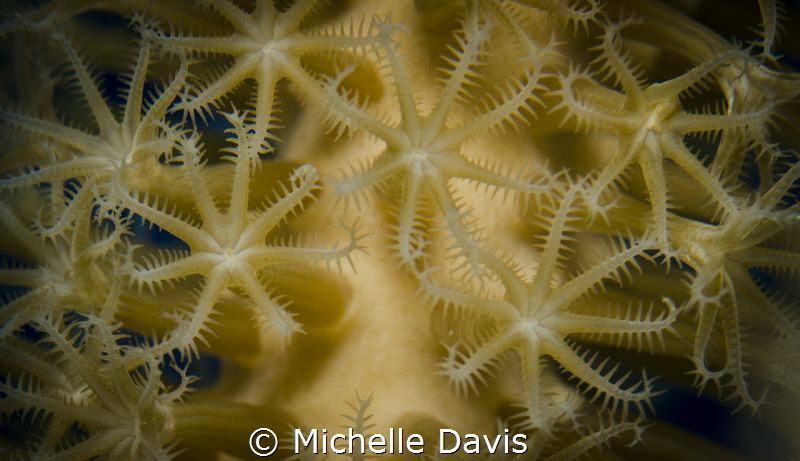 Polyps out feeding by Michelle Davis 